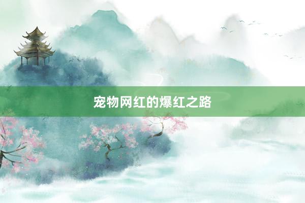 宠物网红的爆红之路